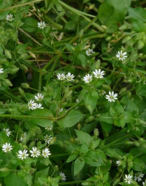 Fotografia 10 da espécie Stellaria alsine no Jardim Botânico UTAD