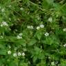 Fotografia 10 da espécie Stellaria alsine do Jardim Botânico UTAD