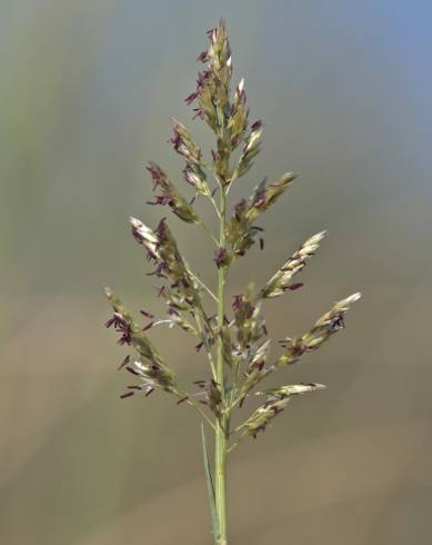 Fotografia de capa Sporobolus pungens - do Jardim Botânico