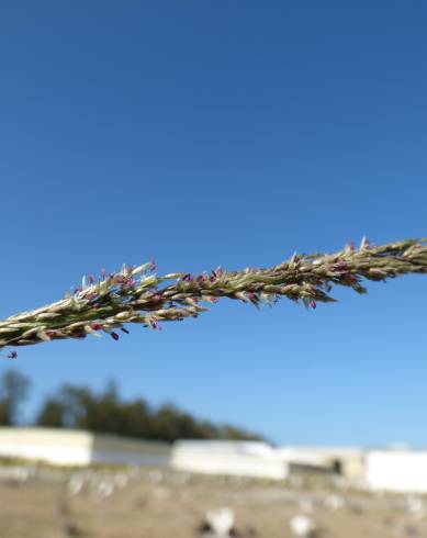 Fotografia de capa Sporobolus indicus - do Jardim Botânico