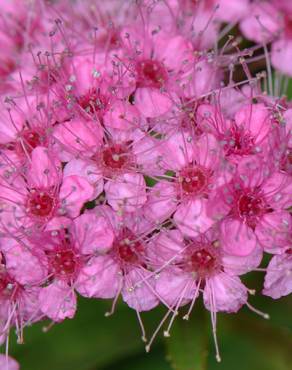 Fotografia 3 da espécie Spiraea japonica no Jardim Botânico UTAD