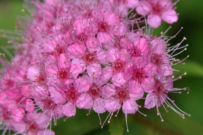 Fotografia da espécie Spiraea japonica