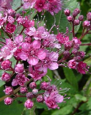 Fotografia 1 da espécie Spiraea japonica no Jardim Botânico UTAD