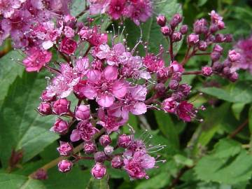 Fotografia da espécie Spiraea japonica