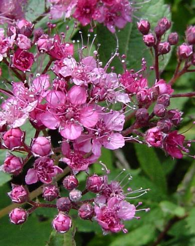 Fotografia de capa Spiraea japonica - do Jardim Botânico