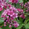 Fotografia 1 da espécie Spiraea japonica do Jardim Botânico UTAD