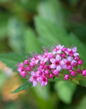 Fotografia 5 da espécie Spiraea japonica no Jardim Botânico UTAD