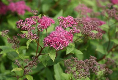 Fotografia da espécie Spiraea japonica