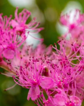 Fotografia 8 da espécie Spiraea japonica no Jardim Botânico UTAD