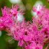 Fotografia 8 da espécie Spiraea japonica do Jardim Botânico UTAD