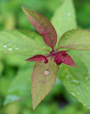 Fotografia 9 da espécie Spiraea japonica no Jardim Botânico UTAD