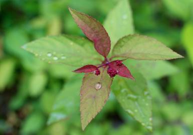 Fotografia da espécie Spiraea japonica