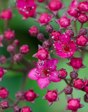 Fotografia 12 da espécie Spiraea japonica no Jardim Botânico UTAD