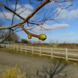 Fotografia da espécie Sorbus torminalis