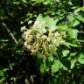 Fotografia 6 da espécie Sorbus torminalis do Jardim Botânico UTAD