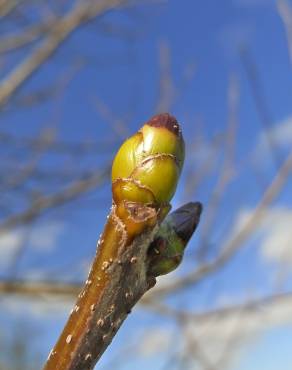 Fotografia 7 da espécie Sorbus torminalis no Jardim Botânico UTAD