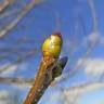 Fotografia 7 da espécie Sorbus torminalis do Jardim Botânico UTAD
