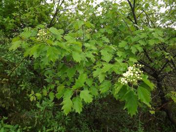 Fotografia da espécie Sorbus torminalis