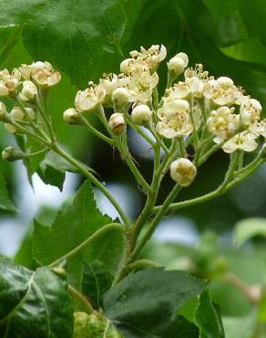 Fotografia 1 da espécie Sorbus torminalis no Jardim Botânico UTAD