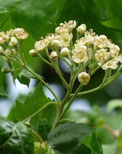 Fotografia de capa Sorbus torminalis - do Jardim Botânico