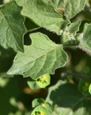 Fotografia 6 da espécie Solanum villosum no Jardim Botânico UTAD