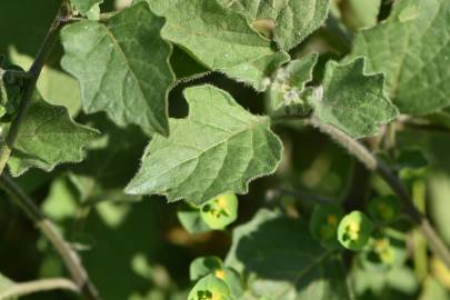 Fotografia da espécie Solanum villosum