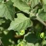 Fotografia 6 da espécie Solanum villosum do Jardim Botânico UTAD