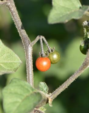 Fotografia 7 da espécie Solanum villosum no Jardim Botânico UTAD