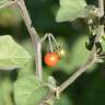 Fotografia 7 da espécie Solanum villosum do Jardim Botânico UTAD