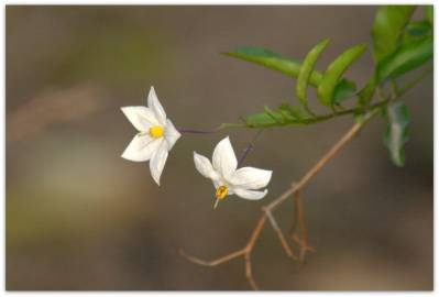 Fotografia da espécie Solanum laxum