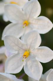 Fotografia da espécie Solanum laxum