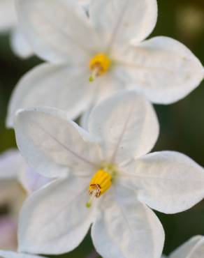 Fotografia 5 da espécie Solanum laxum no Jardim Botânico UTAD