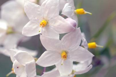 Fotografia da espécie Solanum laxum