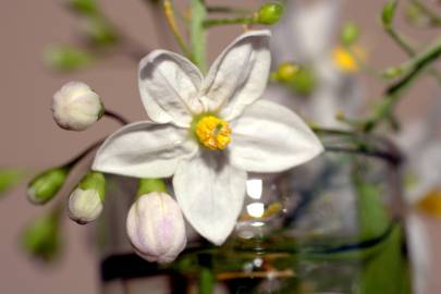 Fotografia da espécie Solanum laxum