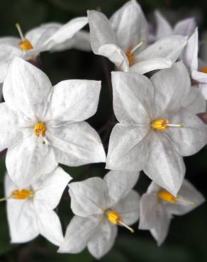 Fotografia 9 da espécie Solanum laxum no Jardim Botânico UTAD