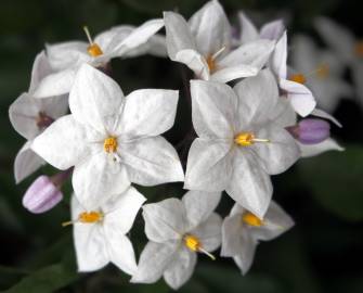 Fotografia da espécie Solanum laxum