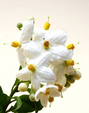 Fotografia 10 da espécie Solanum laxum no Jardim Botânico UTAD