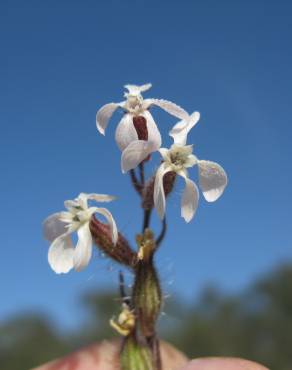 Fotografia 3 da espécie Silene gallica no Jardim Botânico UTAD