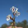 Fotografia 3 da espécie Silene gallica do Jardim Botânico UTAD