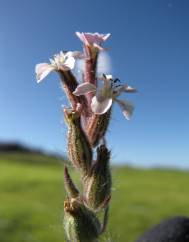 Silene gallica