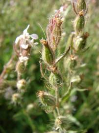 Fotografia da espécie Silene gallica