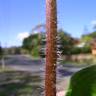 Fotografia 6 da espécie Silene gallica do Jardim Botânico UTAD