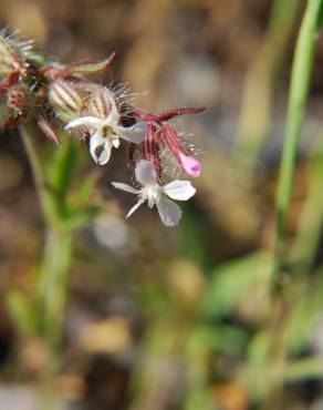 Fotografia 8 da espécie Silene gallica no Jardim Botânico UTAD