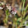 Fotografia 8 da espécie Silene gallica do Jardim Botânico UTAD