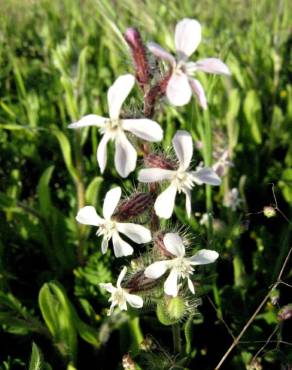 Fotografia 16 da espécie Silene gallica no Jardim Botânico UTAD