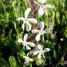 Fotografia 16 da espécie Silene gallica do Jardim Botânico UTAD