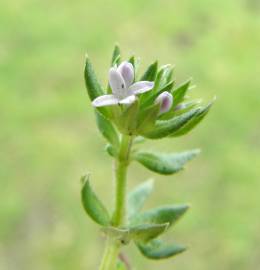 Fotografia da espécie Sherardia arvensis