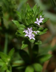 Sherardia arvensis