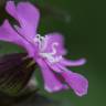 Fotografia 6 da espécie Silene dioica do Jardim Botânico UTAD