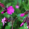 Fotografia 7 da espécie Silene dioica do Jardim Botânico UTAD